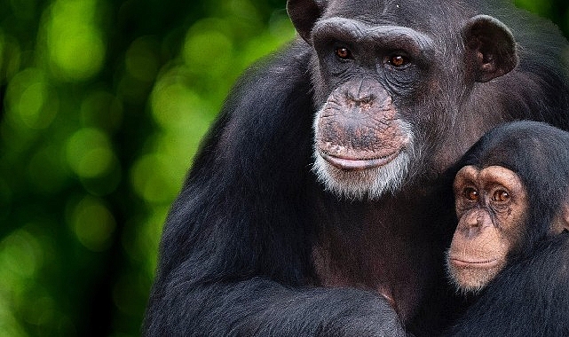 &apos;Şempanzelerin Dünyası' 7 Şubat Çarşamba 20.00'de National Geographic WILD Ekranlarında başlıyor