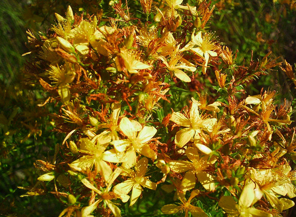 Sarı Kantaron Yağı Faydaları Nelerdir? Sarı Kantaron Yağı Ne İşe Yarar?